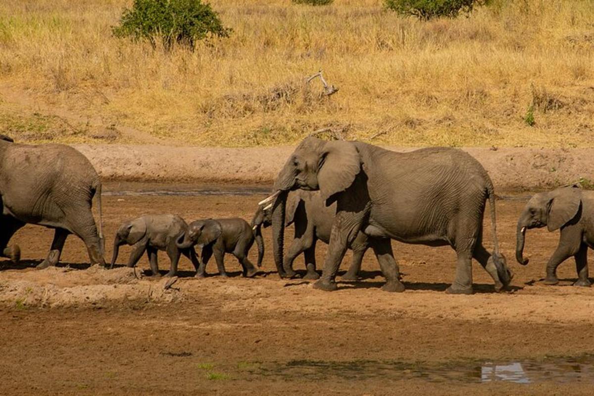 una manada de elefantes caminando por un campo de tierra