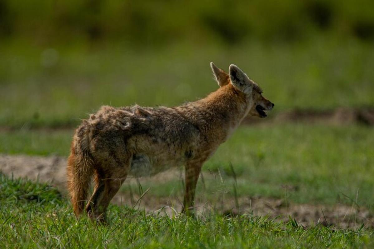 Un animal bebé parado en un campo de hierba