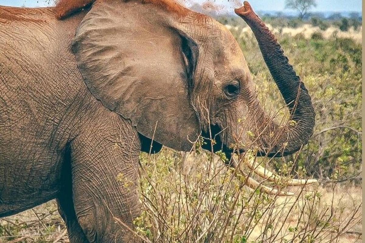Un elefante está comiendo hierba en un campo.