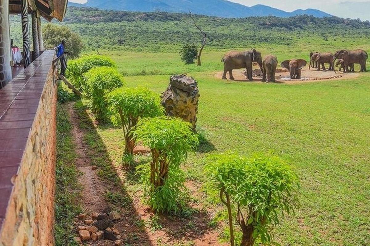un ramat d'elefants dempeus en un camp d'herba