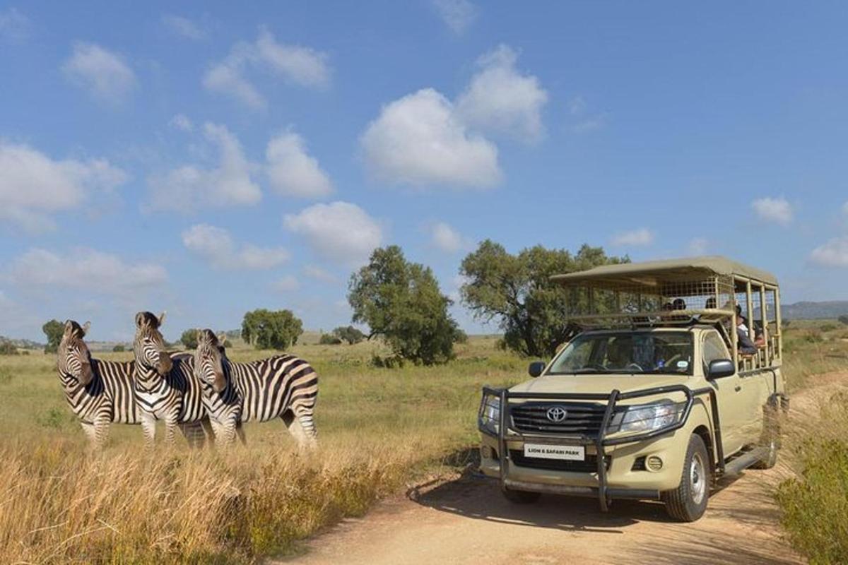 a truck on a dirt road with zebras in a field