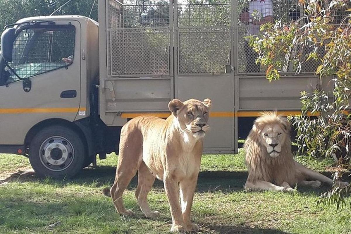 two lions standing in the grass next to a truck