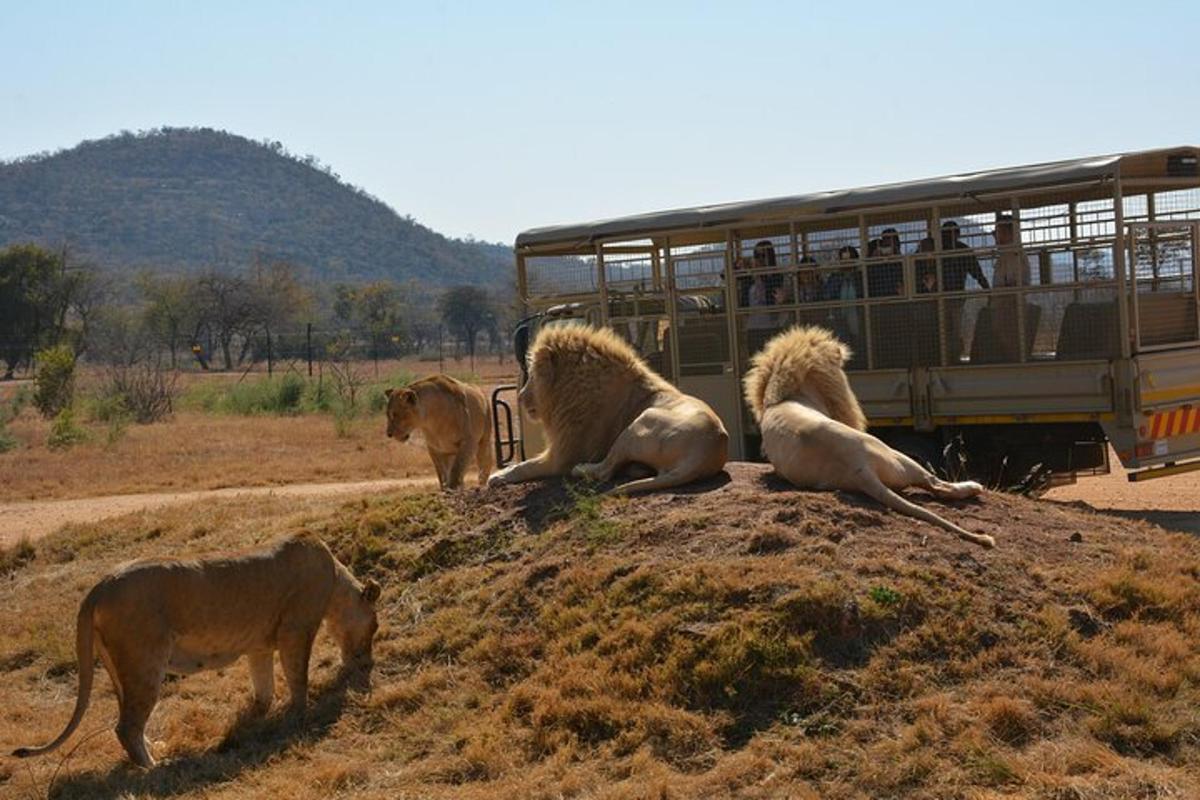 a group of lions sitting on a hill next to a bus