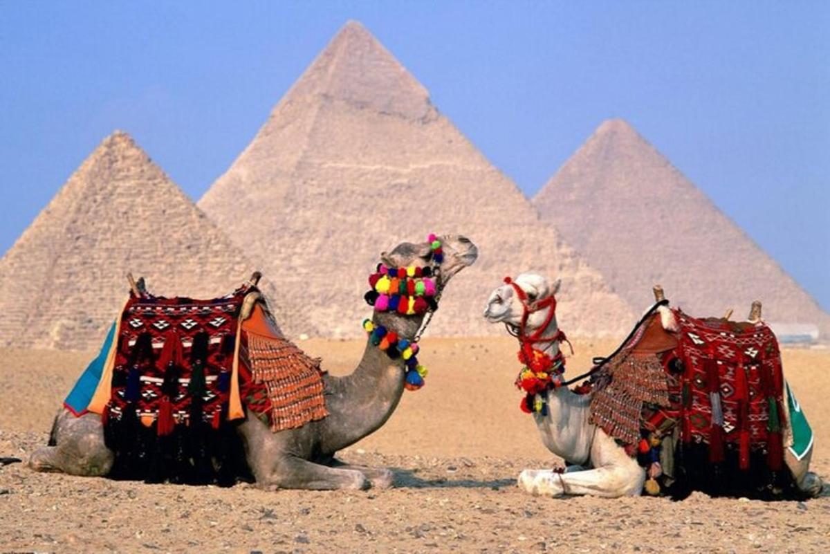 dois camelos estão sentados em frente às pirâmides