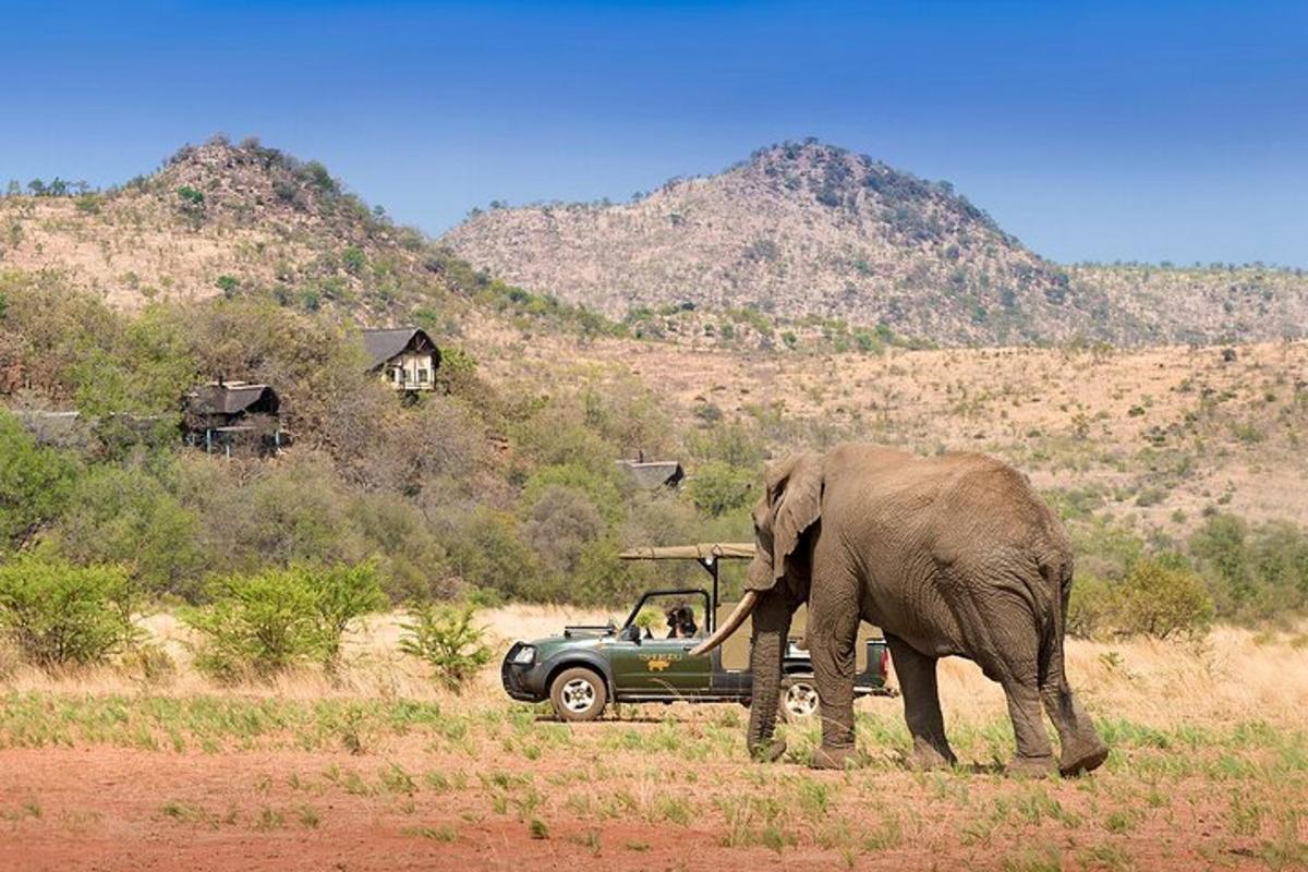 an elephant walking in front of a car