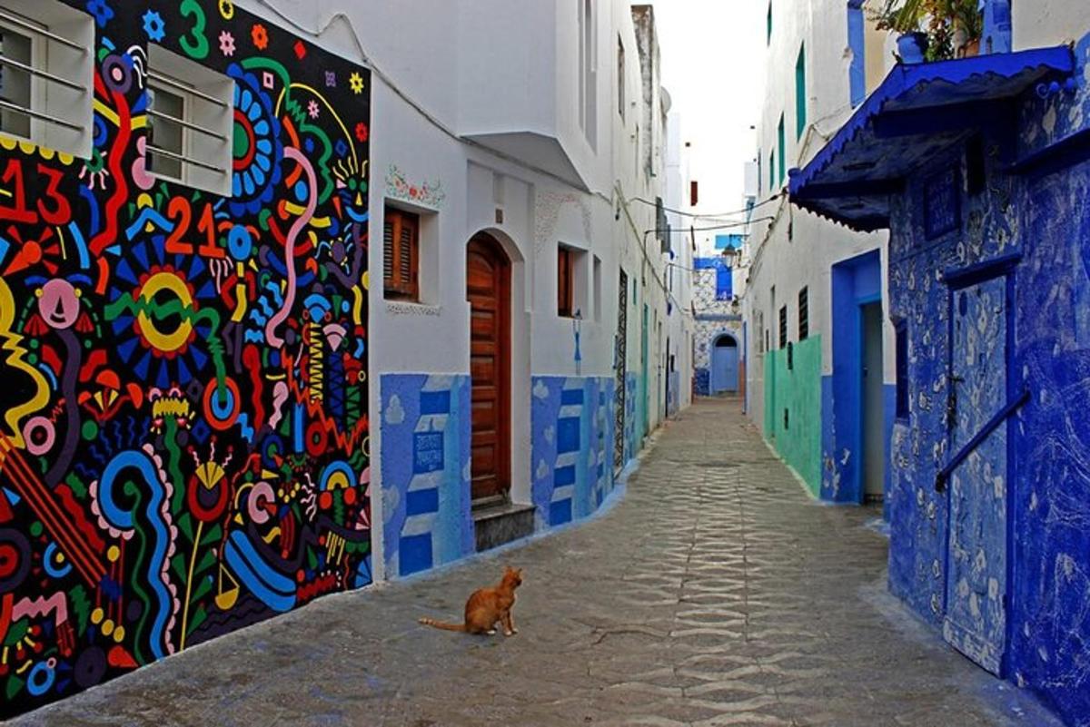 un gat assegut en un carrer al costat d'una paret de colors