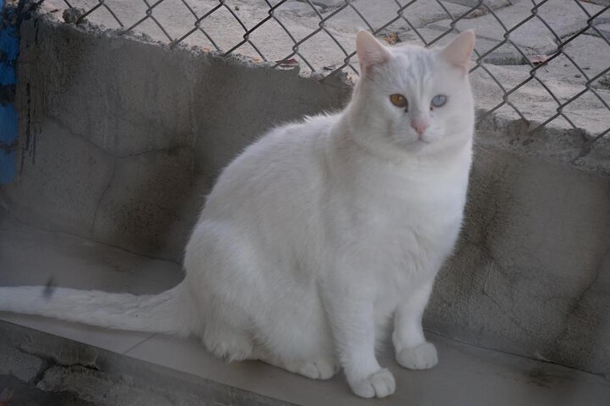 um gato branco sentado em um banco de concreto