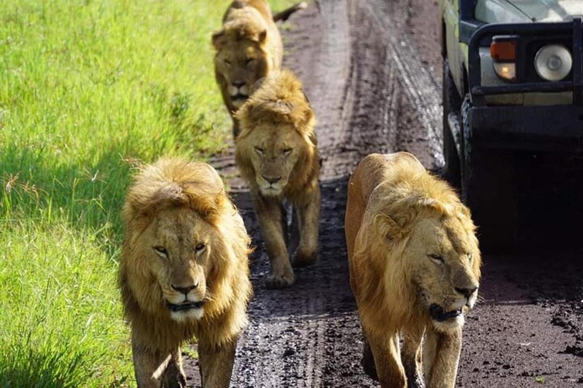 três leões caminhando por uma estrada de terra com um carro