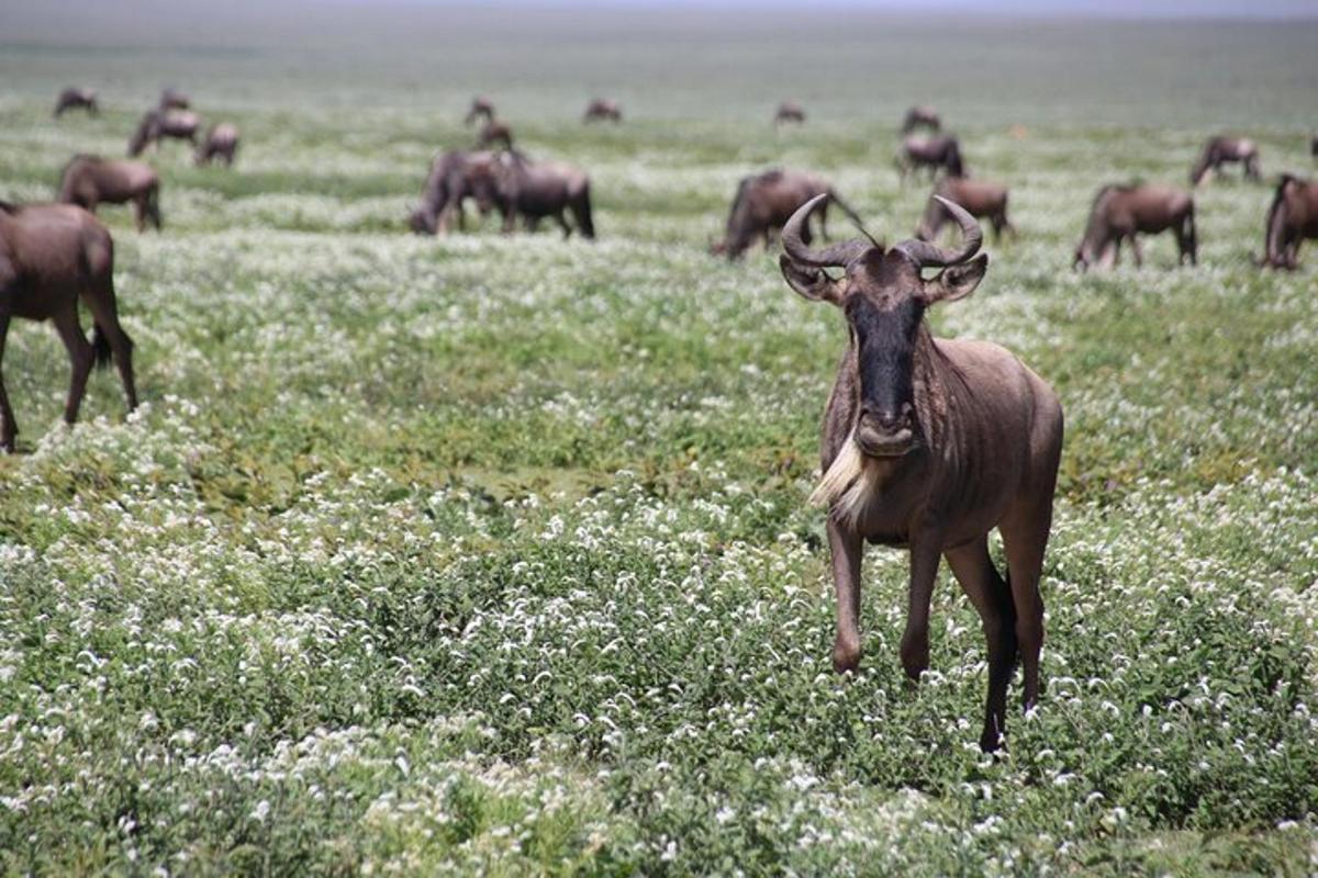 um grande antílope em um campo de flores