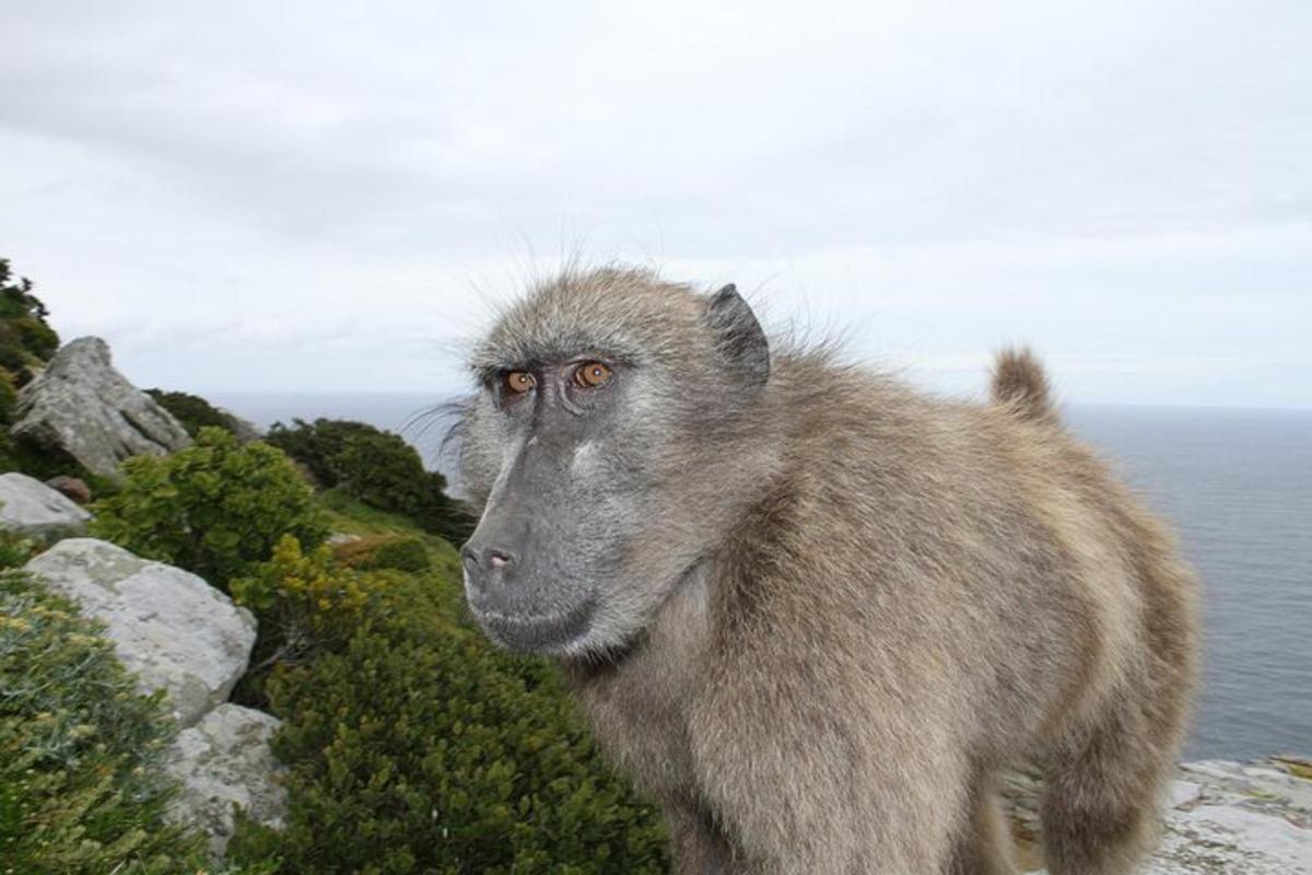 una scimmia in piedi sulla cima di una montagna