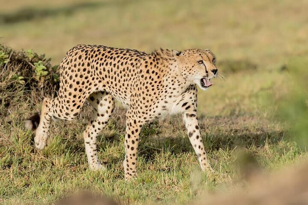 isang cheetah na nakatayo sa isang bukid na nakabuka ang bibig