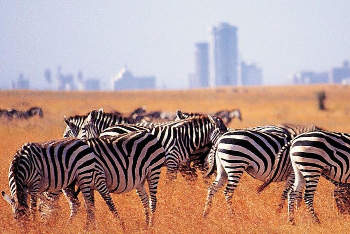 a herd of zebras standing in a field