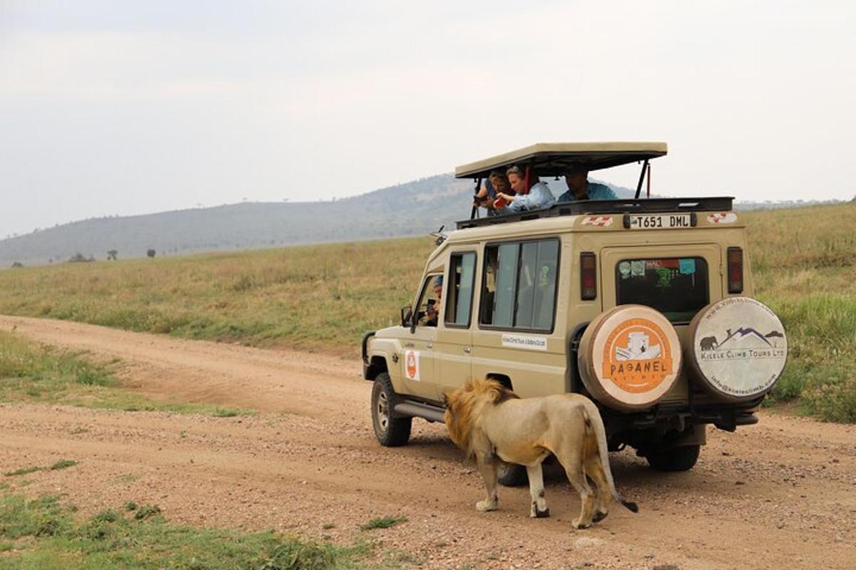 Un vehículo de safari con un león parado en un camino de tierra.