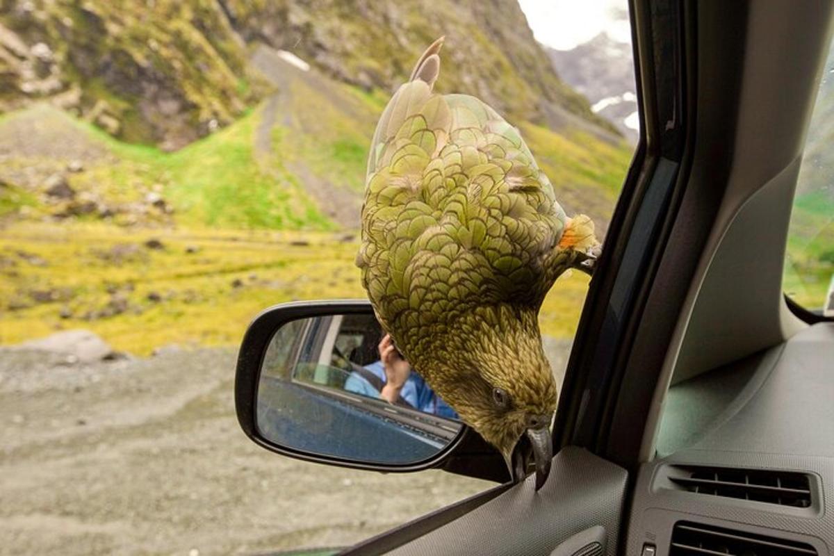 a bird standing on the side mirror of a car