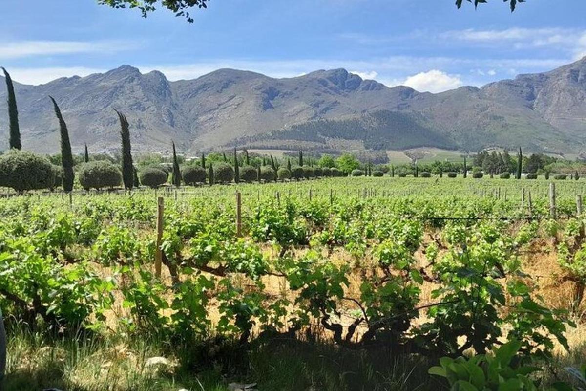 um campo de vegetação verde com montanhas ao fundo