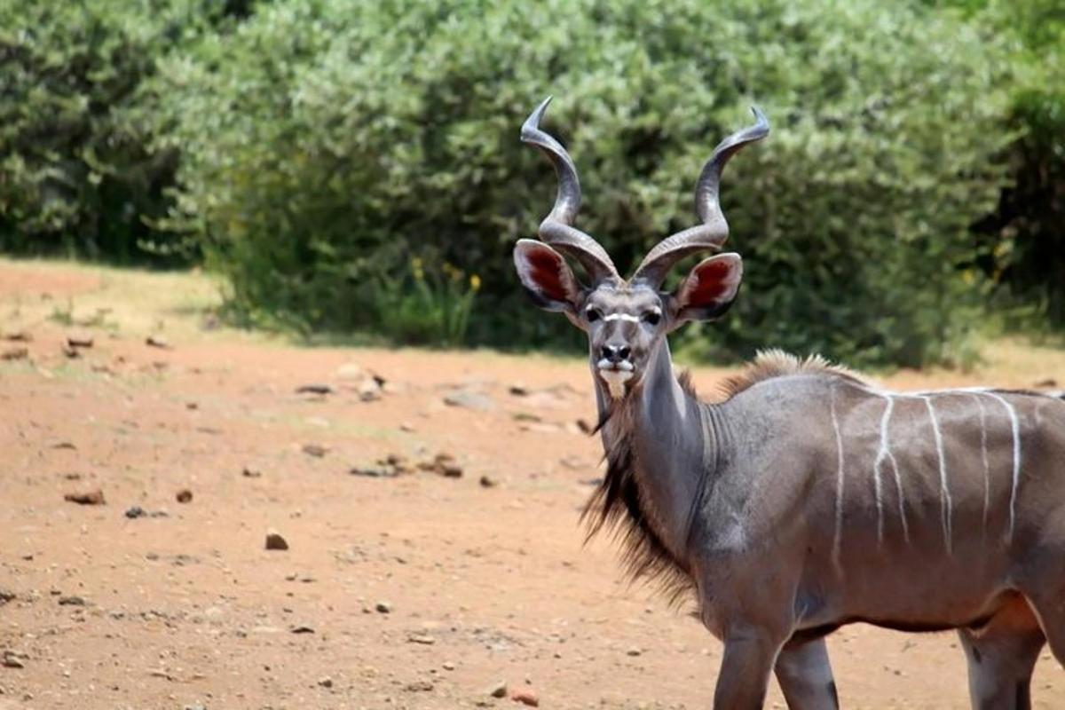un'antilope con le corna in piedi nella polvere