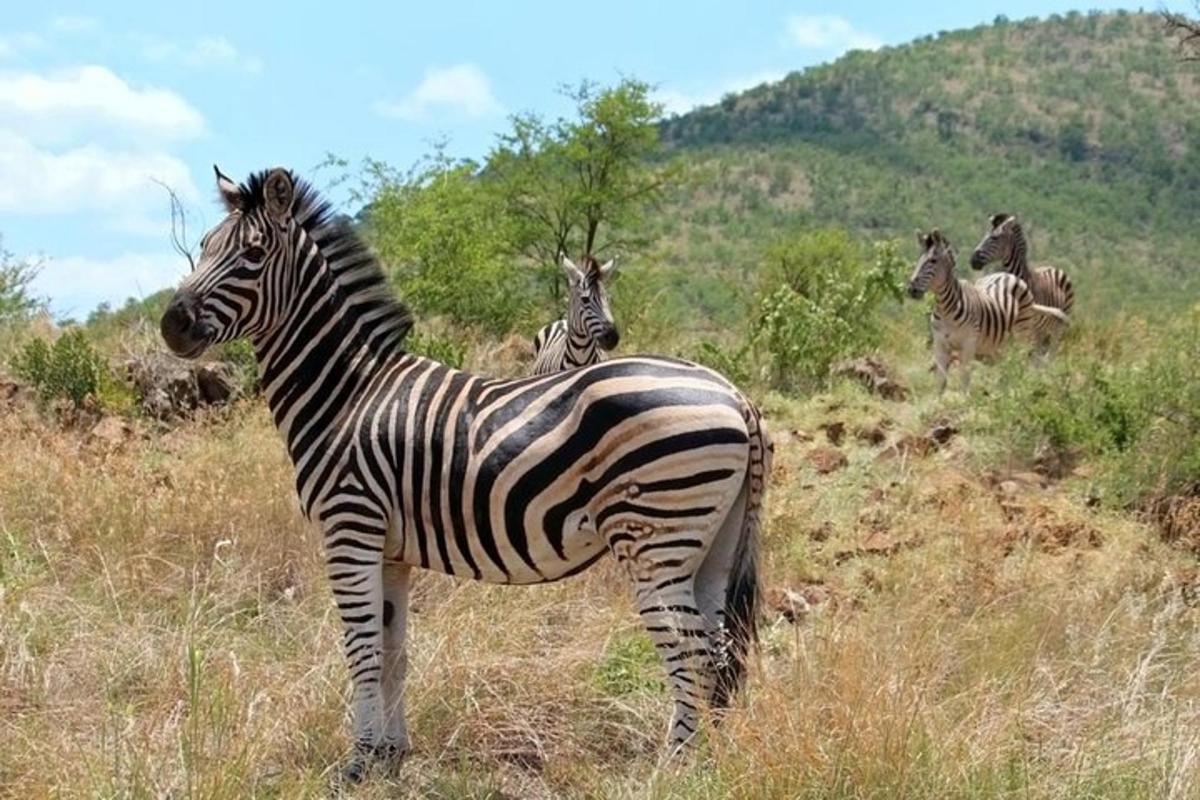 zebra stojąca na polu z innymi zebrami