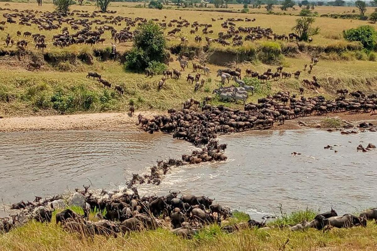 a herd of animals crossing a river in a field