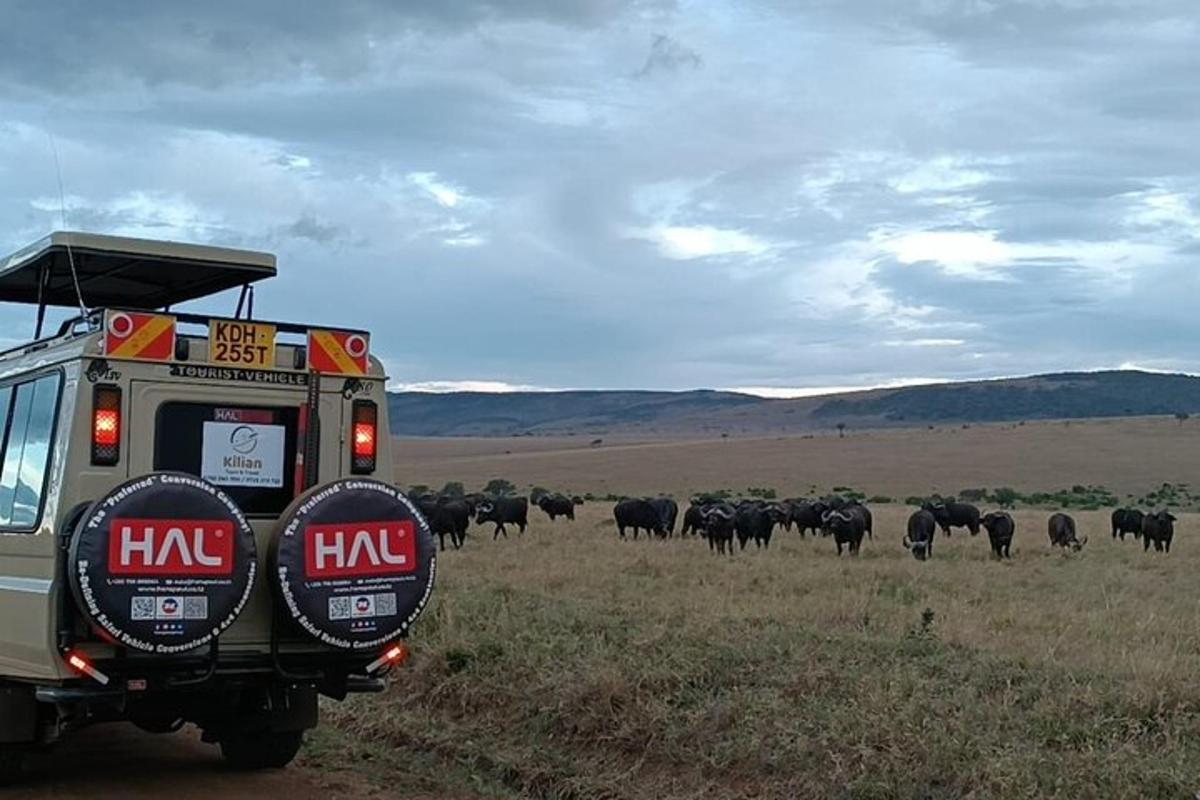una grande mandria di bovini in un campo con un camion