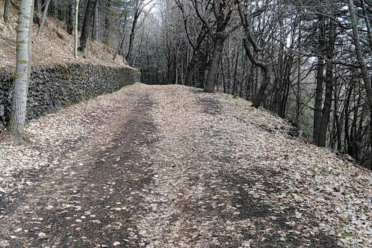 una strada sterrata in mezzo a una foresta