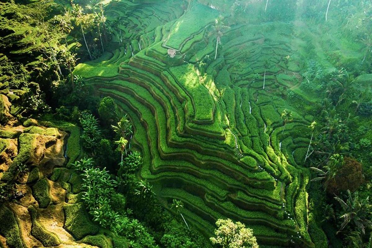 an aerial view of a lush green rice field