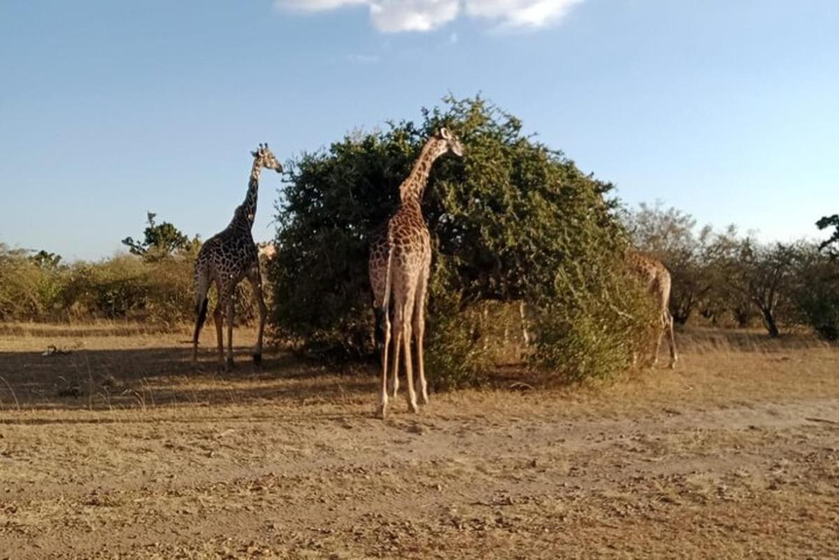 Tres jirafas comiendo de un árbol en un campo