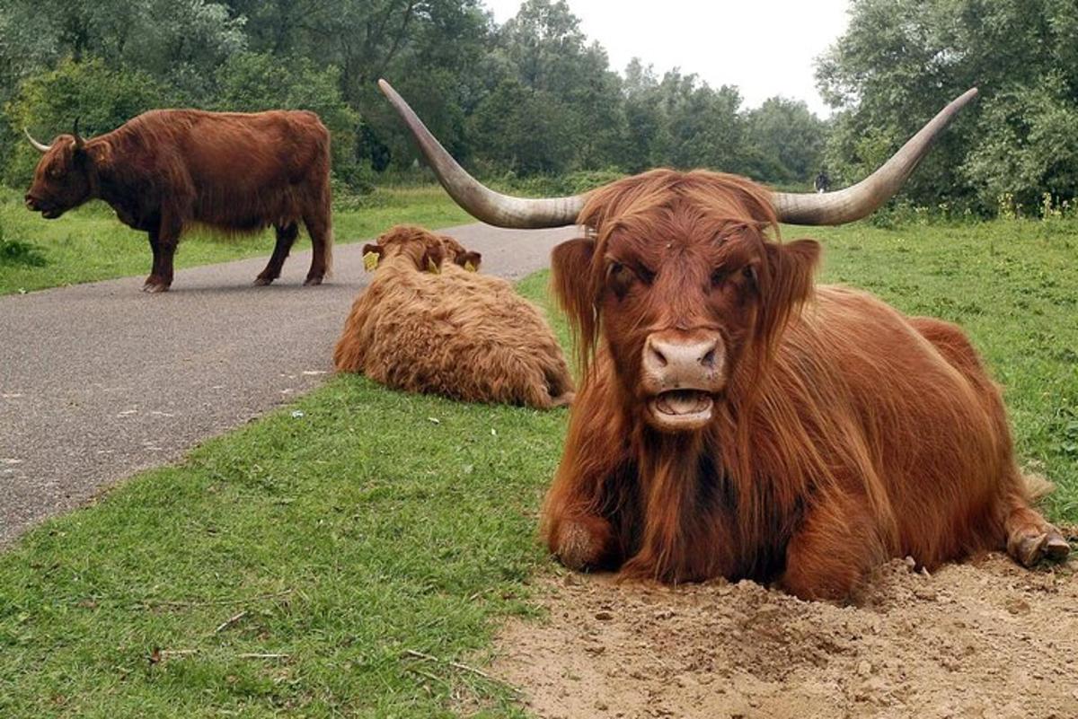a couple of cows laying on the side of a road