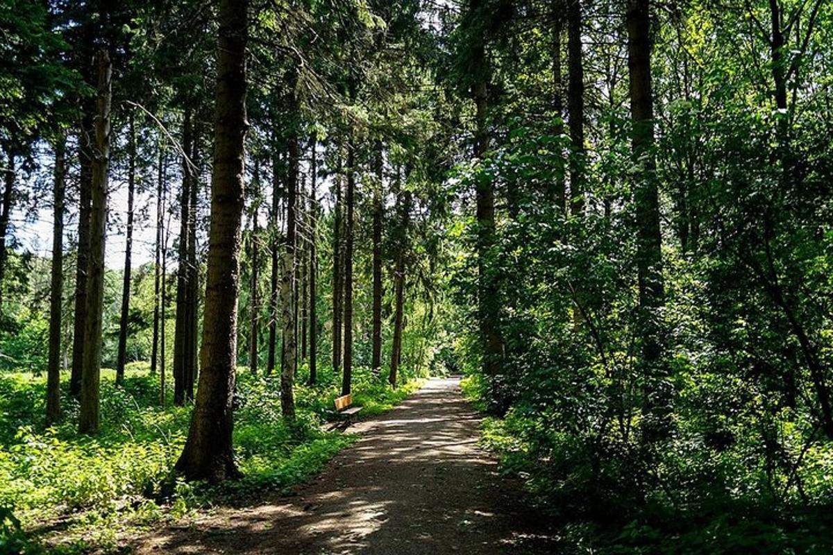a dirt road through a forest with trees