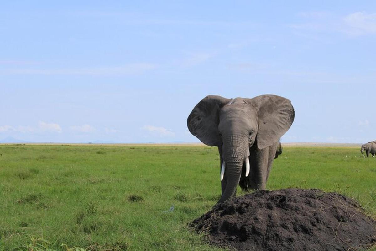 un elefante in piedi accanto a un mucchio di terra