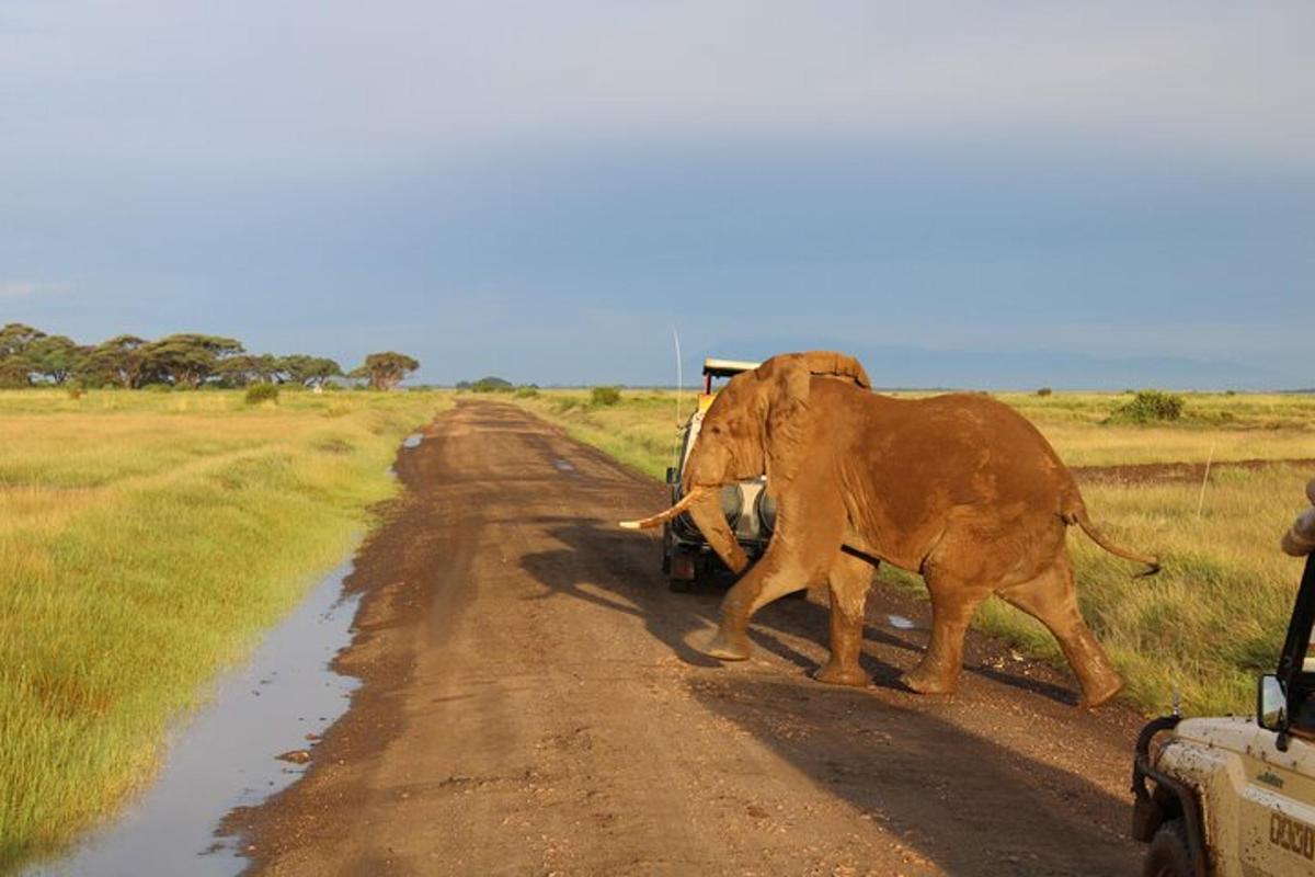 un elefante che attraversa una strada sterrata con un camion