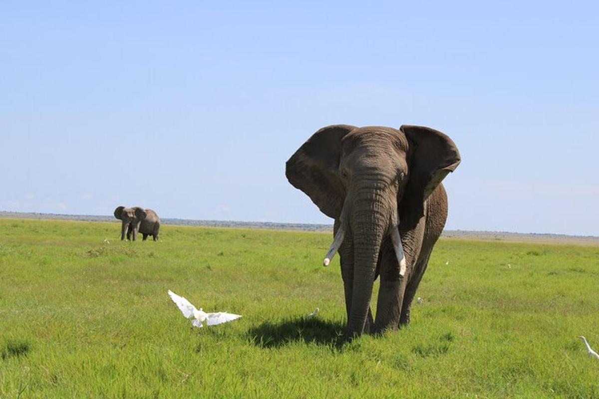 un elefante che cammina in un campo con gli uccelli