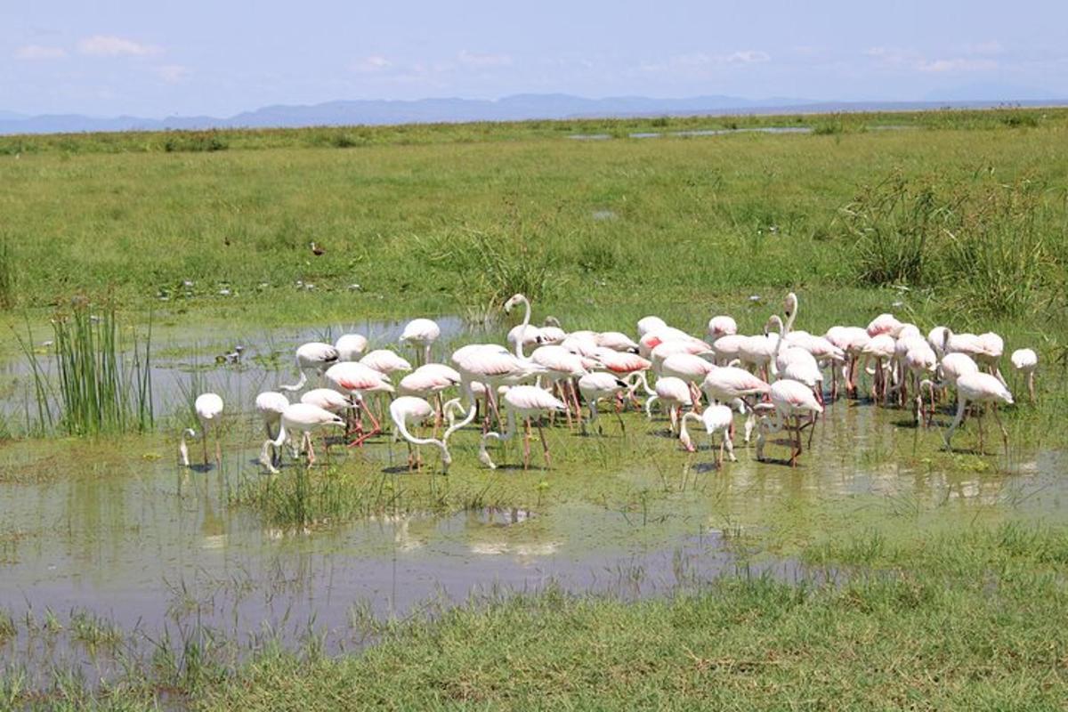 uno stormo di fenicotteri rosa in piedi nell'acqua
