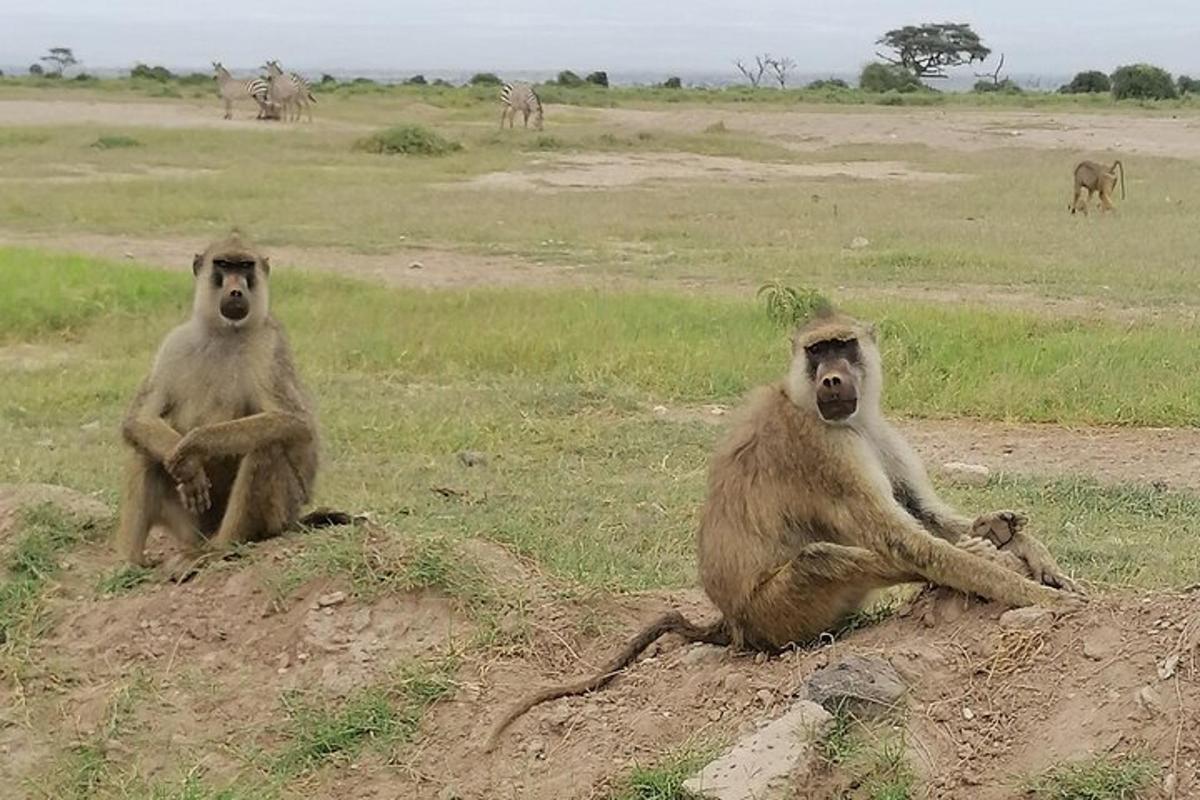 Dos monos sentados en una colina en un campo