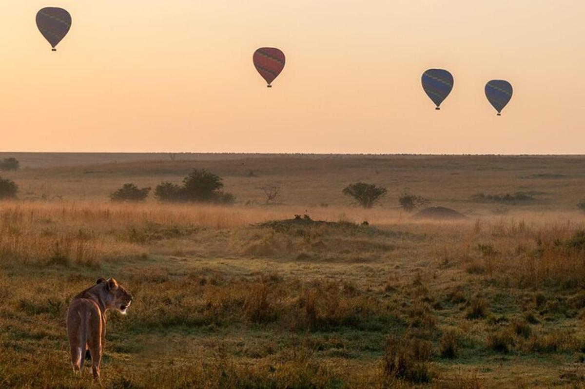 seekor singa berdiri di padang dengan belon udara panas