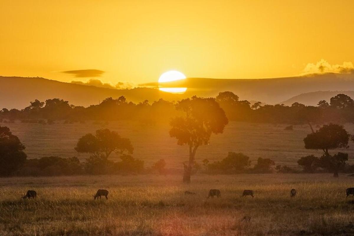 un gruppo di animali al pascolo in un campo al tramonto