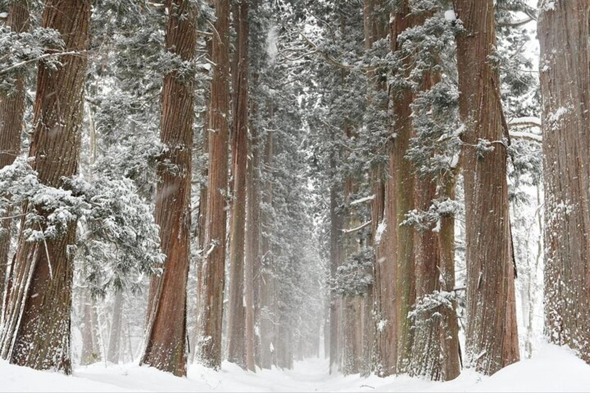uma floresta coberta de neve com árvores e galhos cobertos de neve