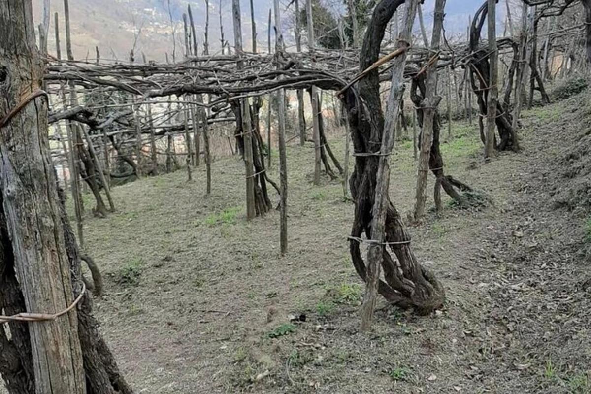 ein Wald aus Bäumen mit Stacheldraht