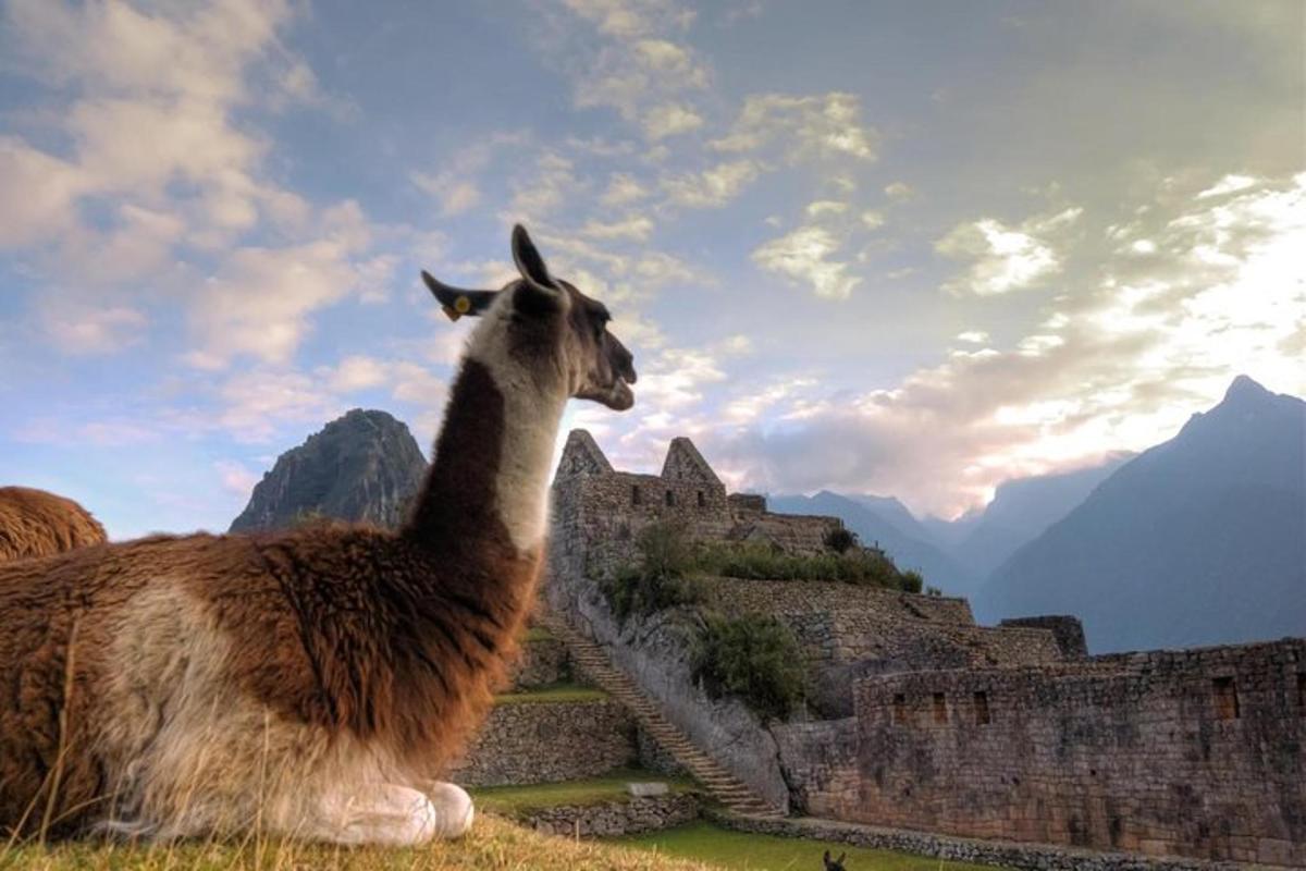 una llama parada en lo alto de un edificio