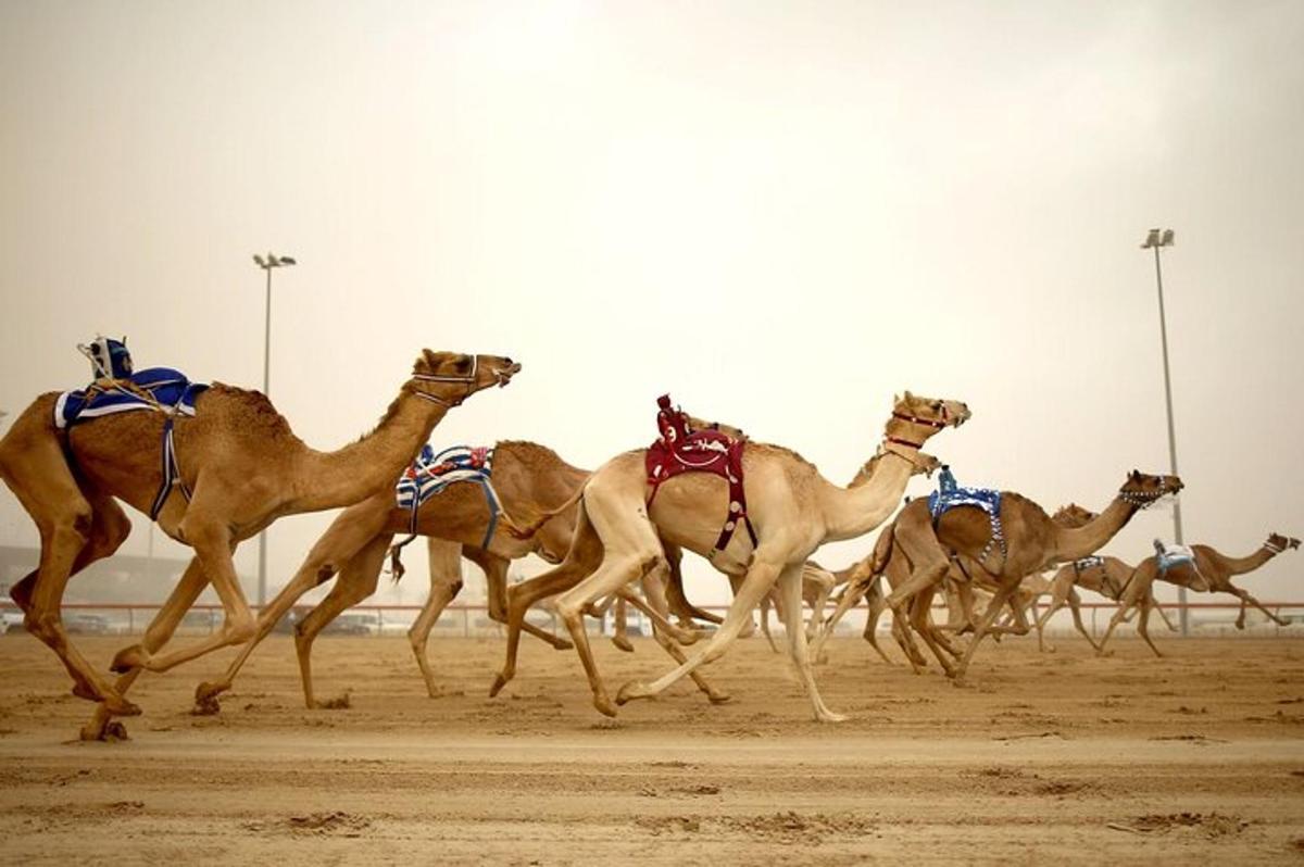 a group of camels running in a race