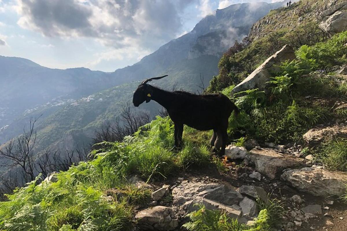 a goat standing on the side of a mountain