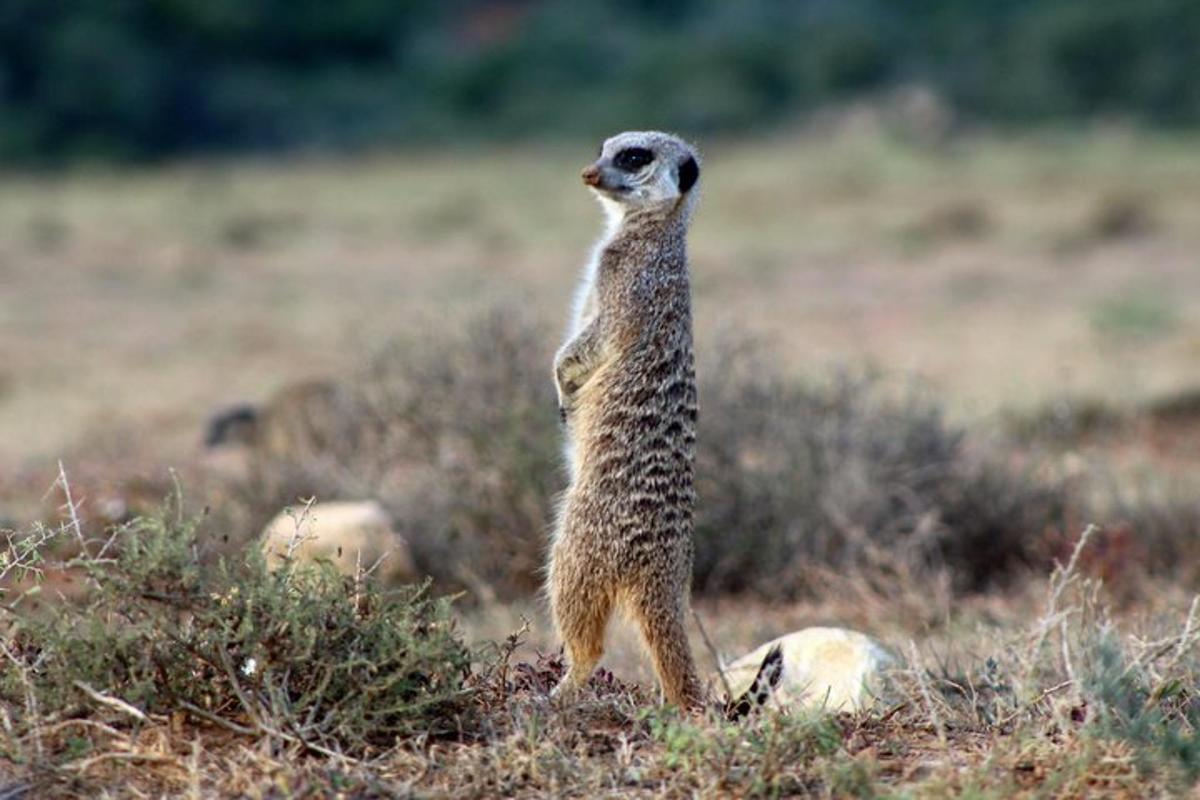 põllul tagajalgadel seisev meerkat