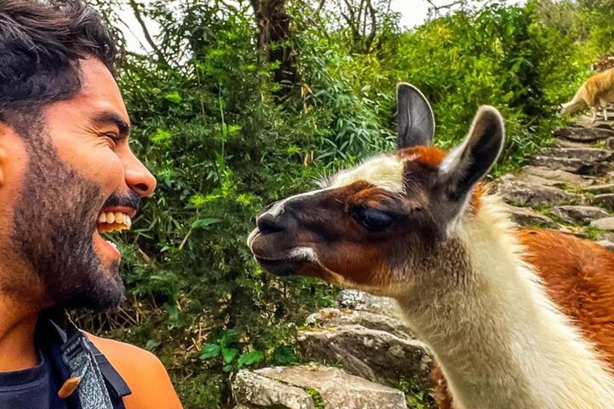 seorang lelaki berdiri di sebelah llama