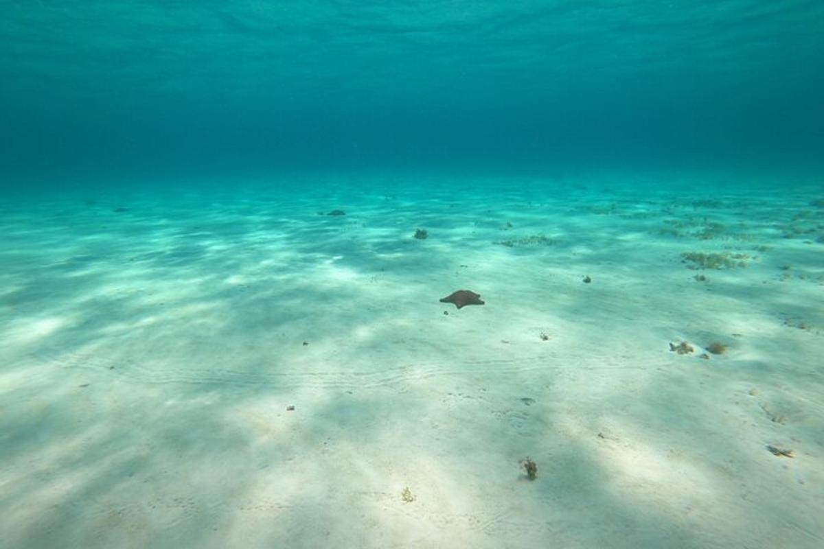 una pastinaca che nuota nell'acqua su una spiaggia