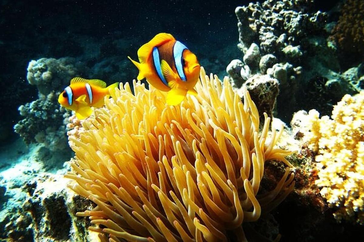 Zwei Clownfische schwimmen um ein Korallenriff