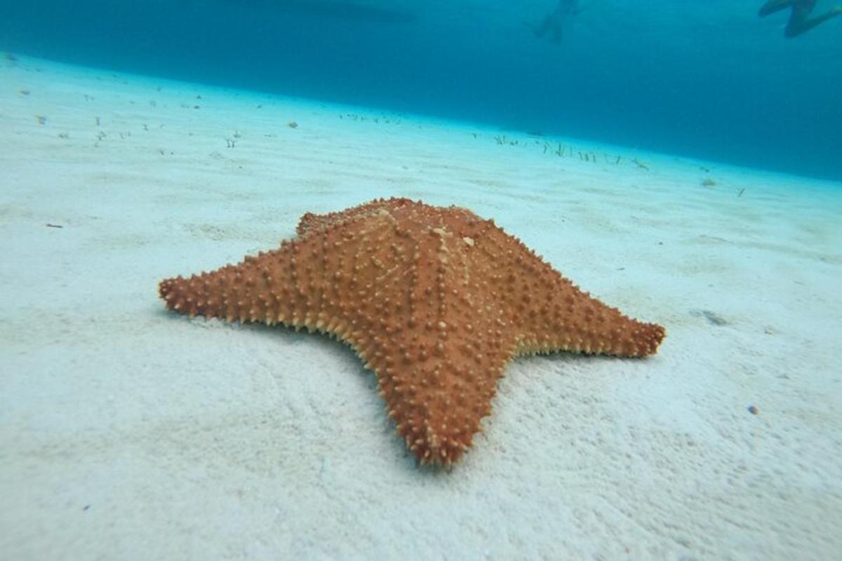 una stella marina marrone adagiata sulla sabbia di una spiaggia