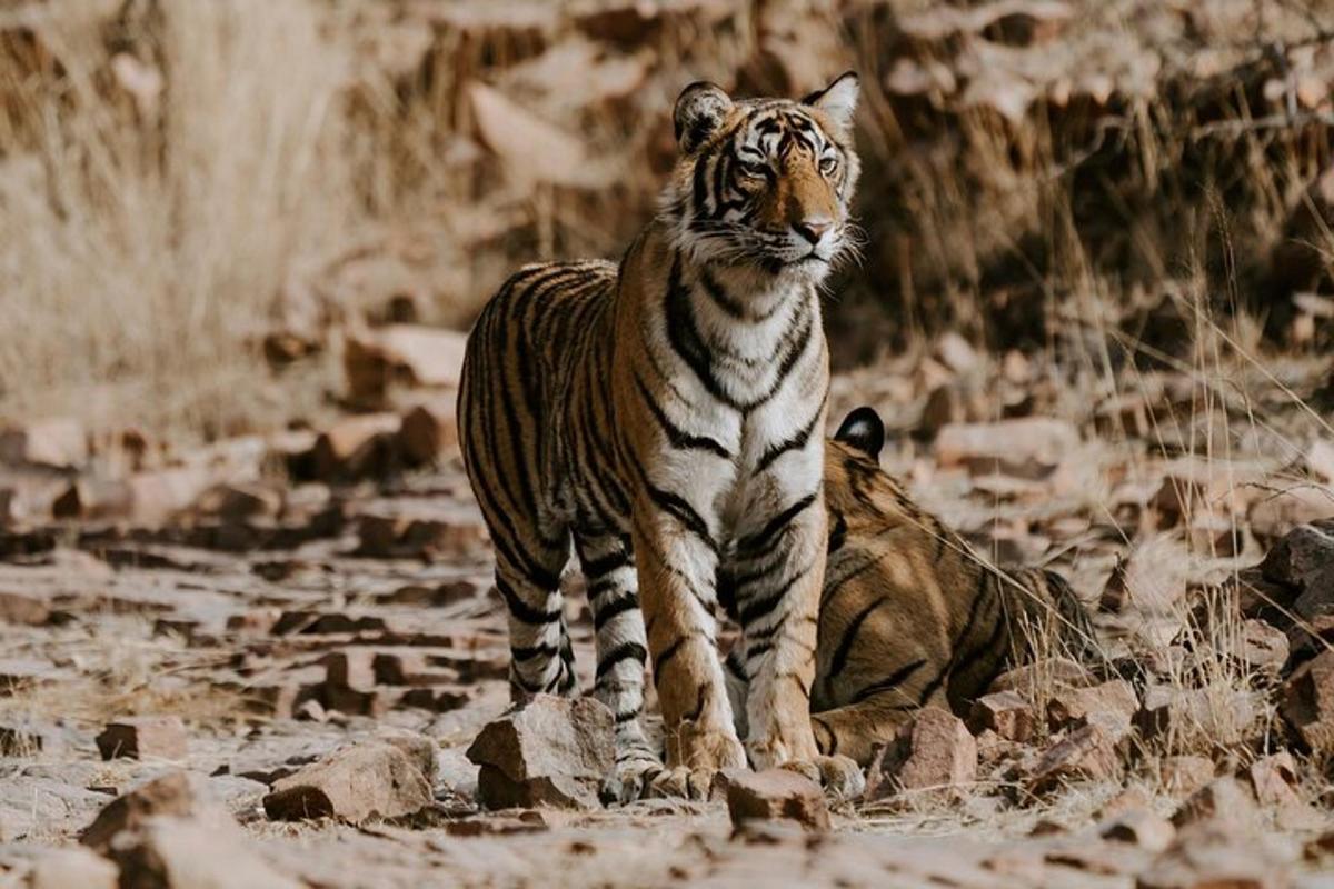 a tiger standing on the rocks in a field