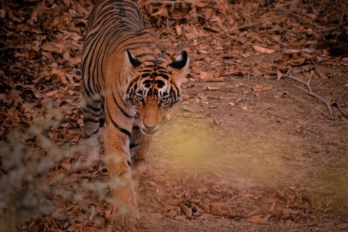 a tiger walking in the dirt with auddle of water