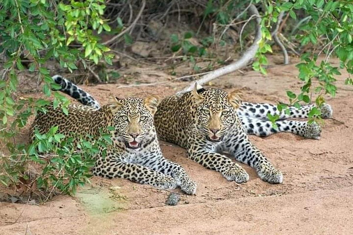 dalawang leopardo na nakahiga sa lupa sa dumi