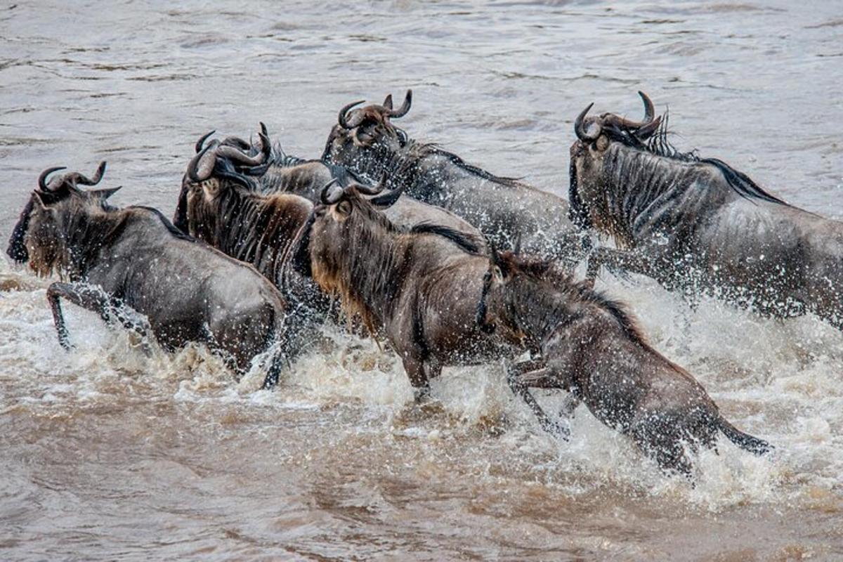 un troupeau d'animaux courant dans l'eau