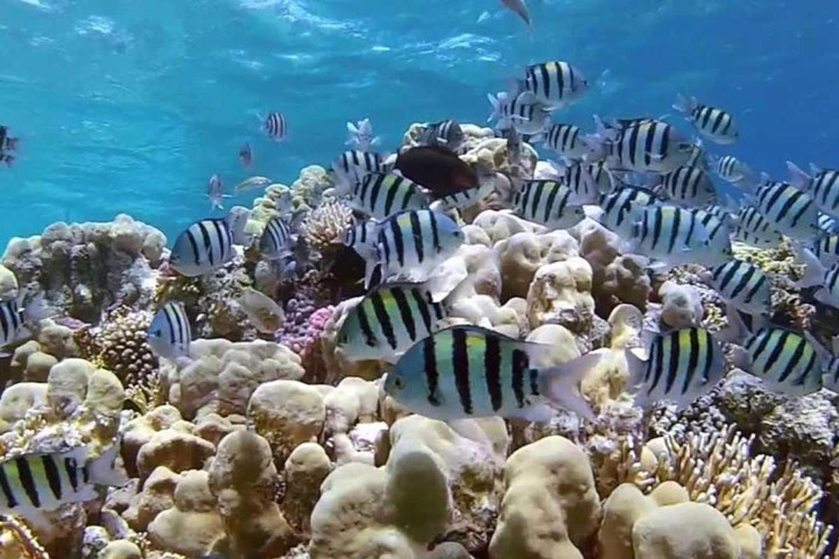 a coral reef with fish in the ocean